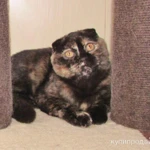 Фото №7 шотландские котята и взрослые кошки