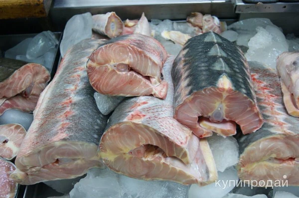 Фото Осетр живой