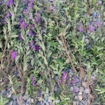 Фото №3 Дербенник иволистный . Цена за 100 грамм. .