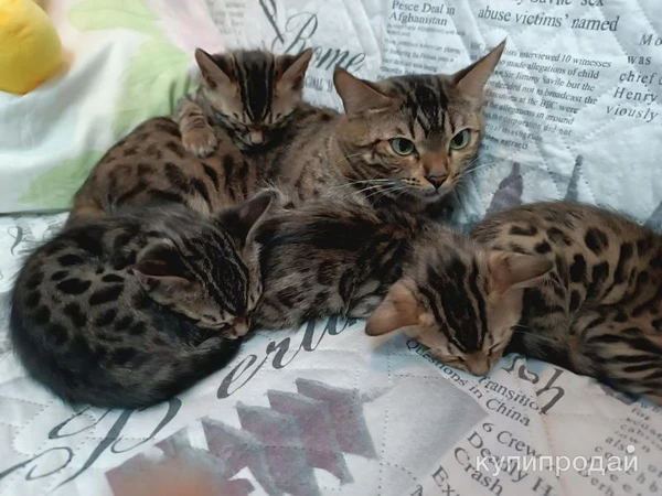 Фото Котята