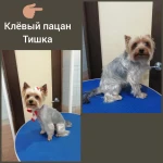 Фото №22 Стрижка животных