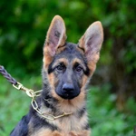 Фото №4 Немецкая овчарка щенки