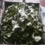 Фото №2 Листья груши дикой. Цена за 100 грамм.