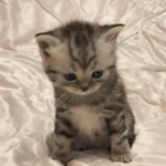 Фото №6 Шотландские котята♥️