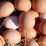 фото Яйцо домашнее