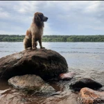 Фото №2 Русский спаниель