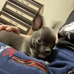 Фото №2 Щенок чихуахуа мини