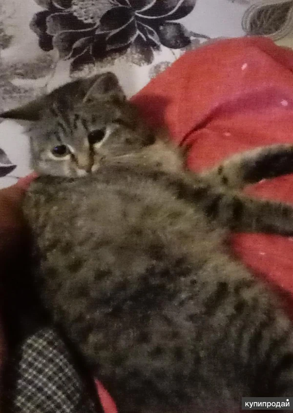 Фото Отдам в хорошие руки