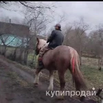 Фото №2 Лошадь тежеловоз