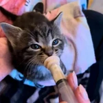 Фото №4 Соски для кормления животных