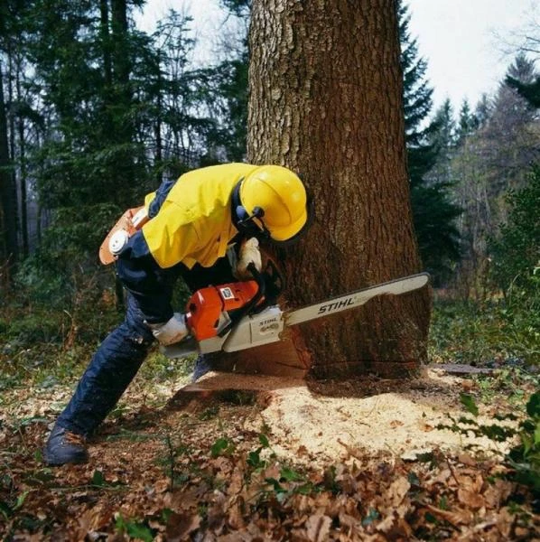 Фото Спилить дерево