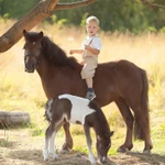 Фото №4 Продажа пони. Пони-ферма