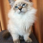 Фото №3 Невские маскарадные котята из питомникаСнежный десант.