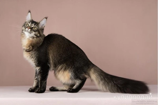 Фото Мейн-кун котята - успевай забрать своего