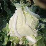 Фото №4 цветная капуста