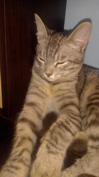 Фото Передержка кошек 