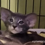 Фото №2 Угольный ориентал