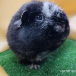 Фото №6 Морская свинка Американский тедди