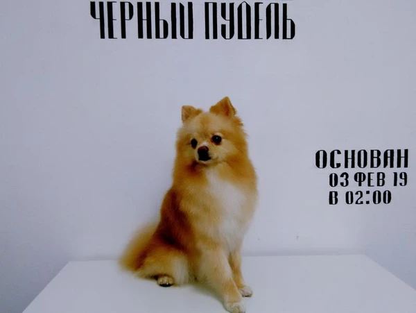 Фото Груминг салон "Черный пудель" стрижки собак и кошек 
