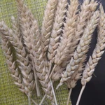 Фото №8 Свежие веточки березы, липы, ивы, осины