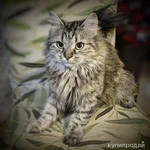 фото Отдаем кошечку Бэмби в добрые руки.
