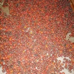 Фото №4 Шиповник лесной горный.