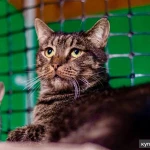 Фото №2 Кот Ричард - крупный и дородный полоскин в добрые руки