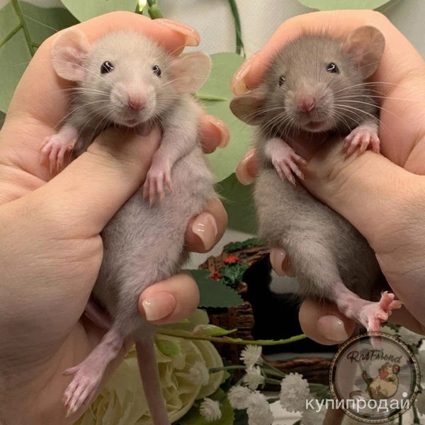 Фото Крысята Дамбо. Декоративная крыса