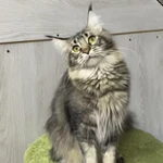 Фото №4 Котята мейн кун