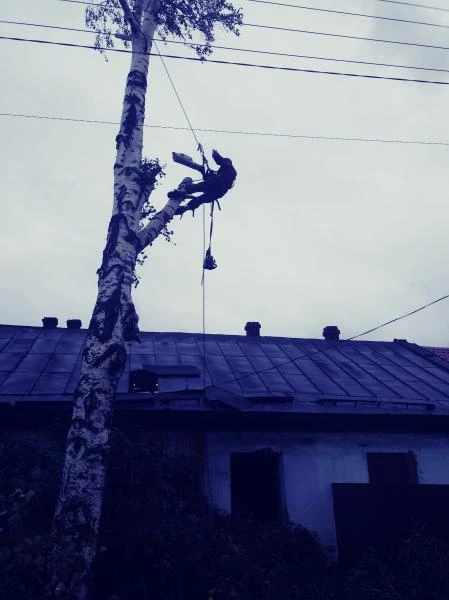 Фото Спил опасных деревьев