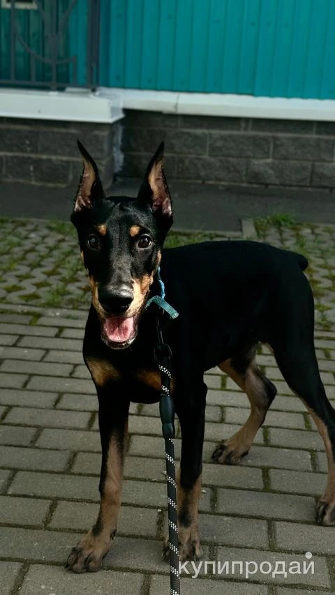 Фото Купирование ушей Санкт-Петербург и Лен. Обл.