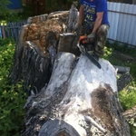 Фото №3 Профессиональная валка деревьев