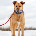 Фото №7 Дик - отличный кандидат на пристройство в семью