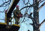 фото Спил и Валка Деревьев г. Нижний Новгород