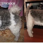 Фото №2 Уход за животными Балаково