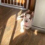 Фото №3 Щенки стаффордширский терьер