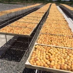 Фото №2 Продаётся Готовый бизнес производства сухофруктов.