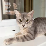 Фото №2 Кошечка Лилу серебристая полосатка в добрые руки