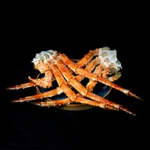 КРАБ КАМЧАТСКИЙ &quot;М&quot;