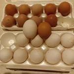 фото Яйца домашние