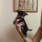 Фото №3 Малыш чихуа