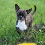 Фото №9 Малыши Чихуахуа