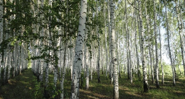 Фото Делянки березовые