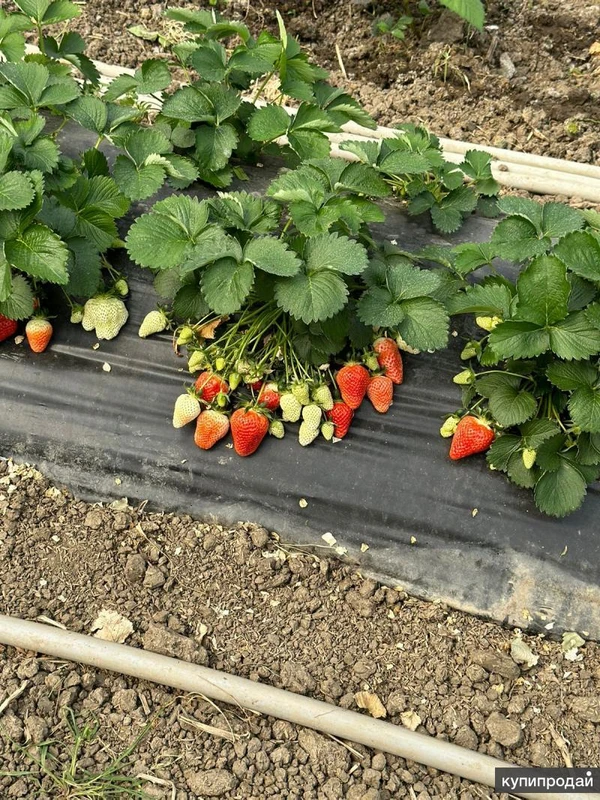 Тепличный комплекс 6,9 гектар