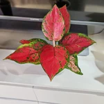 Фото №6 Аглаонема