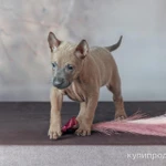 Фото №7 ЩЕНКИ ТАЙСКИХ РИДЖБЕКОВ