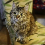 Фото №5 Отдаем кошечку Бэмби в добрые руки.