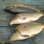 Фото №5 Карп от производителя