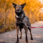 Спокойный утончённый Джай из приюта в добрые руки