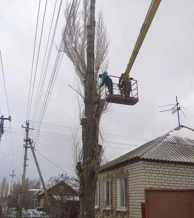 Фото Спил деревьев